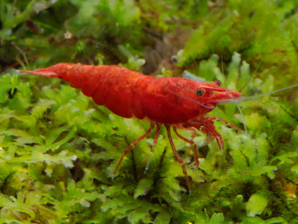 Neocaridina davidii