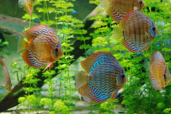 Discus