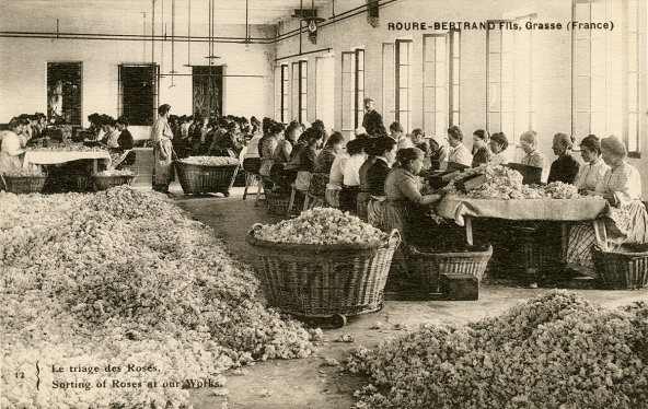 Trieuses de roses au travail